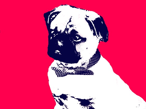 POP-ART TOMSK: Животные