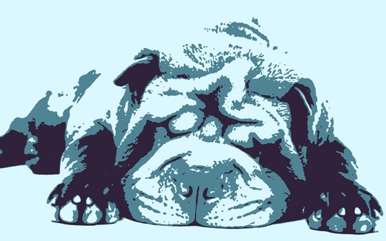 POP-ART TOMSK: Животные